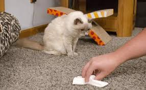 Как избавиться от запаха кошачьей мочи на ковре